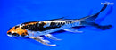 8" BENI KIKOKURYU BUTTERFLY