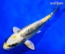6.5" KIN KIKOKURYU