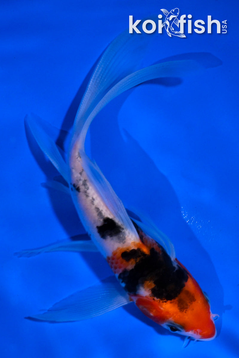 5" SANKE BUTTERFLY