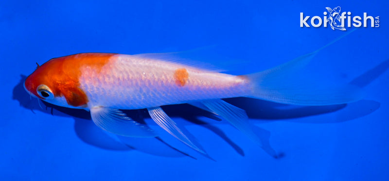 4.5" KOHAKU BUTTERFLY