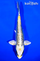 6.5" KIN KIKOKURYU