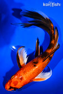 9.5" KIN HI UTSURI BUTTERFLY