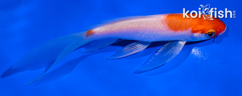 4.5" KOHAKU BUTTERFLY