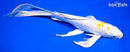 10" LEMON HARIWAKE BUTTERFLY