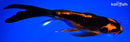 9.25" ORENJI MATSUBA BUTTERFLY