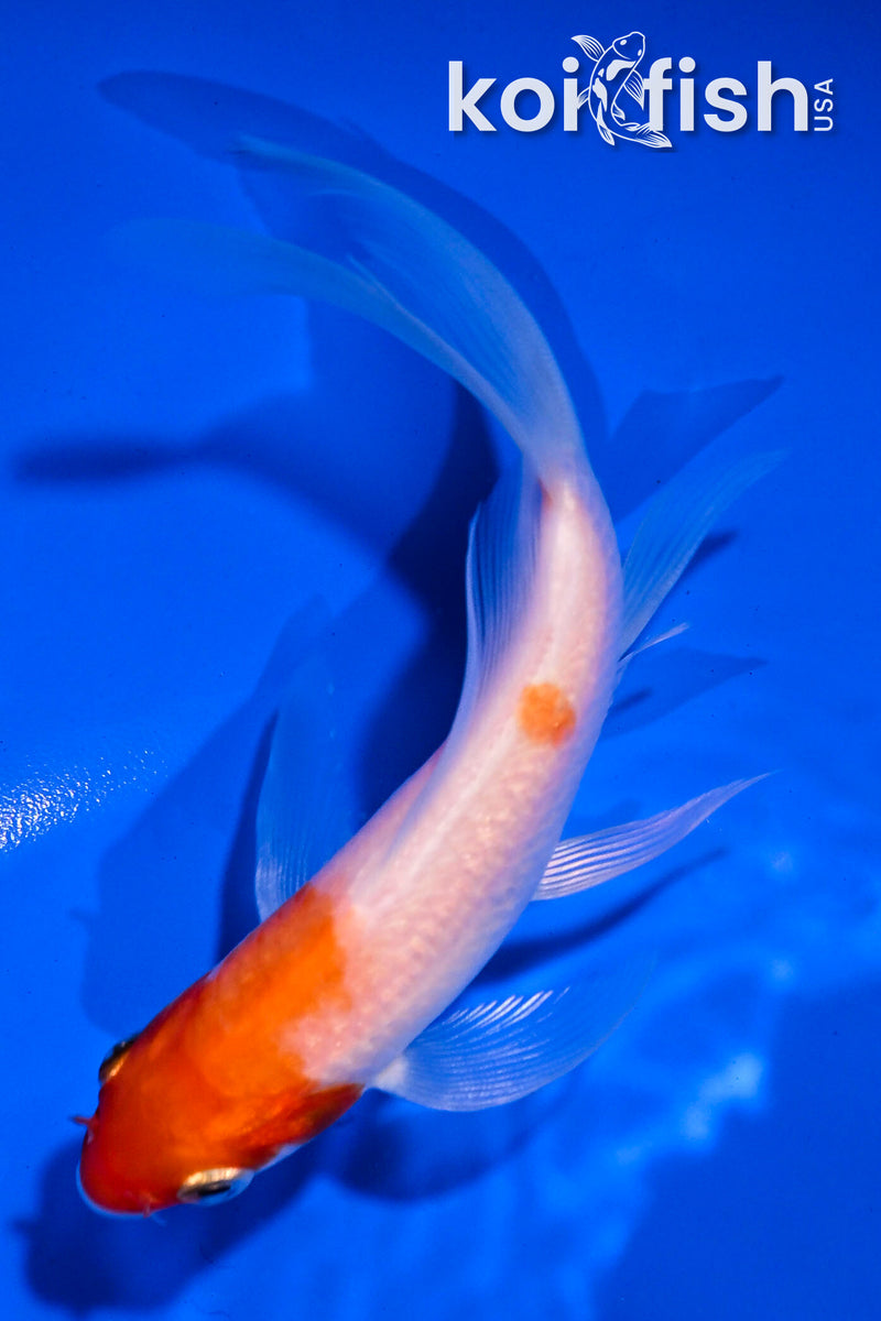 4.5" KOHAKU BUTTERFLY