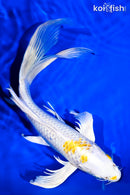 10" LEMON HARIWAKE BUTTERFLY