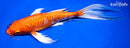 9.25" DOITSU ORENJI OGON BUTTERFLY