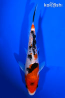 7.25" SANKE