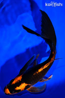 9.25" ORENJI MATSUBA BUTTERFLY