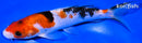 7.25" SANKE