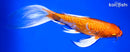 9.25" DOITSU ORENJI OGON BUTTERFLY