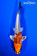 6.75" KUJAKU