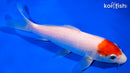 6.25" KOHAKU