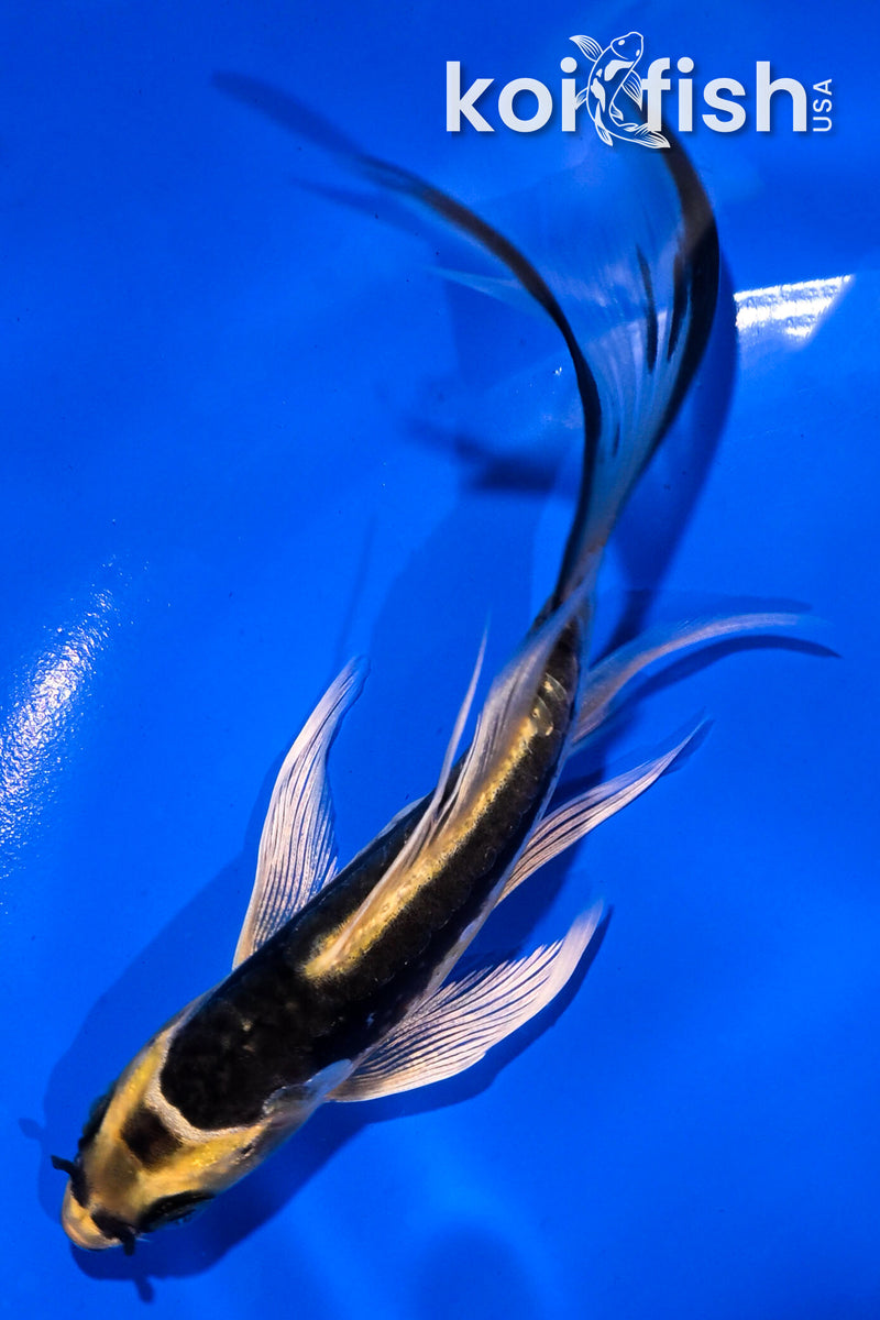 4.5" KIN KIKOKURYU BUTTERFLY