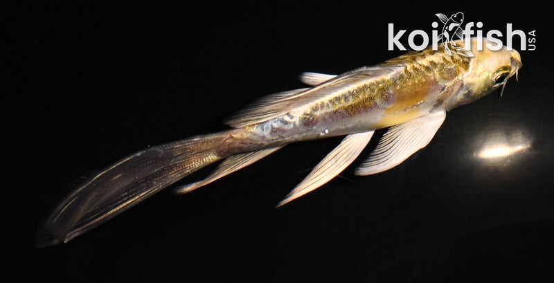 5" ARAGOKE KIN KIKOKURYU BUTTERFLY