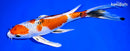 8.75" YAMATO NISHIKI BUTTERFLY