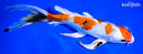 8.75" YAMATO NISHIKI BUTTERFLY