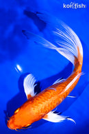 9.25" DOITSU ORENJI OGON BUTTERFLY