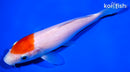 6.25" KOHAKU