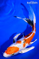 8.75" YAMATO NISHIKI BUTTERFLY