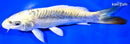 7.25" KIN KIKOKURYU