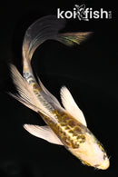 5" ARAGOKE KIN KIKOKURYU BUTTERFLY