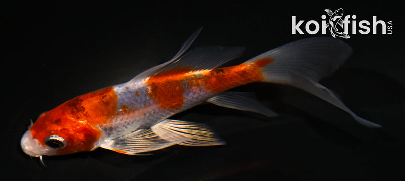 4.5" YAMATO NISHIKI BUTTERFLY