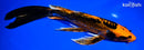10" DOITSU ORENJI MATSUBA BUTTERFLY