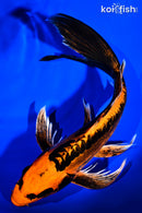 10" DOITSU ORENJI MATSUBA BUTTERFLY