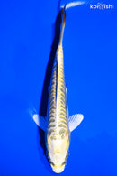 7.25" KIN KIKOKURYU