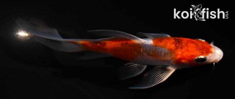 4.5" YAMATO NISHIKI BUTTERFLY
