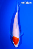 6.25" KOHAKU