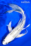 9.75" GIN MATSUBA BUTTERFLY