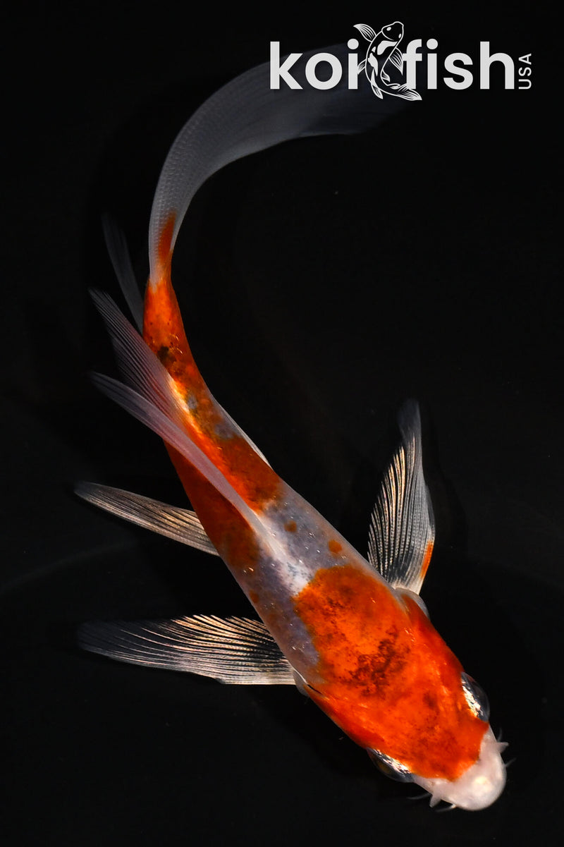 4.5" YAMATO NISHIKI BUTTERFLY