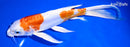 9.25" KIKUSUI BUTTERFLY