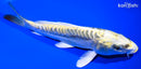 7.25" KIN KIKOKURYU