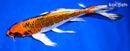 9.5" GINRIN KUJAKU BUTTERFLY