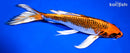 9.5" GINRIN KUJAKU BUTTERFLY