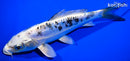 7.75" DOITSU GIN SHIRO BEKKO