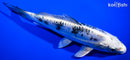7.75" DOITSU GIN SHIRO BEKKO