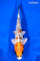 7.5" KUJAKU