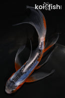 5" HI SHUSUI BUTTERFLY