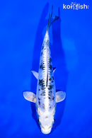 7.75" DOITSU GIN SHIRO BEKKO