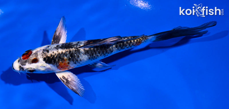 5" YAMATO NISHIKI BUTTERFLY