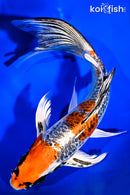 8.5" KUJAKU BUTTERFLY