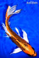 9.5" GINRIN KUJAKU BUTTERFLY