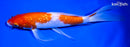 9" GINRIN KOHAKU BUTTERFLY