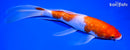 9" GINRIN KOHAKU BUTTERFLY