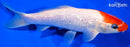 7.5" GINRIN KOHAKU